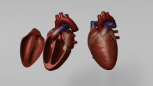 Standard Heart Model and Cut