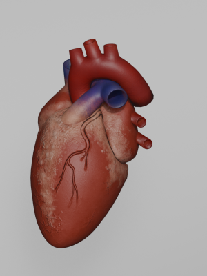 standard heart model