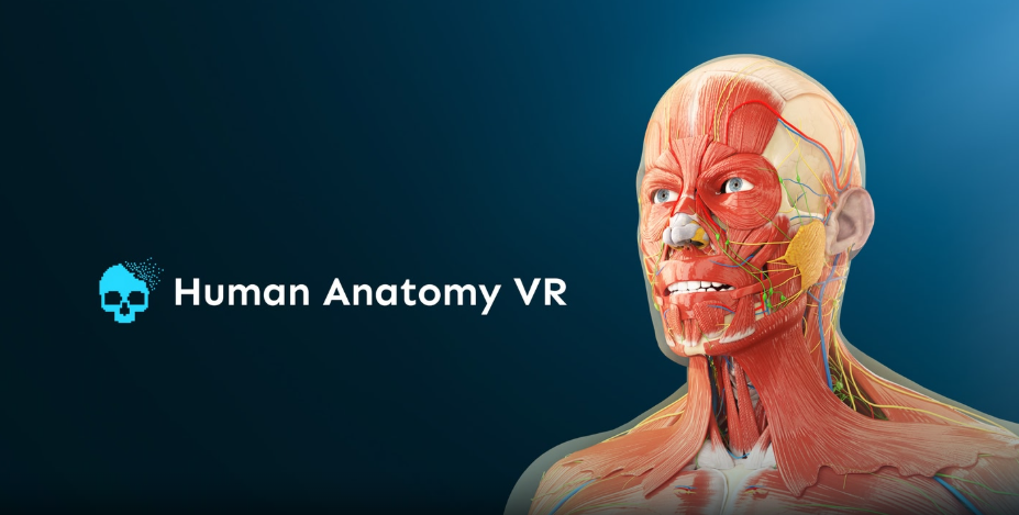 Human Anatomy